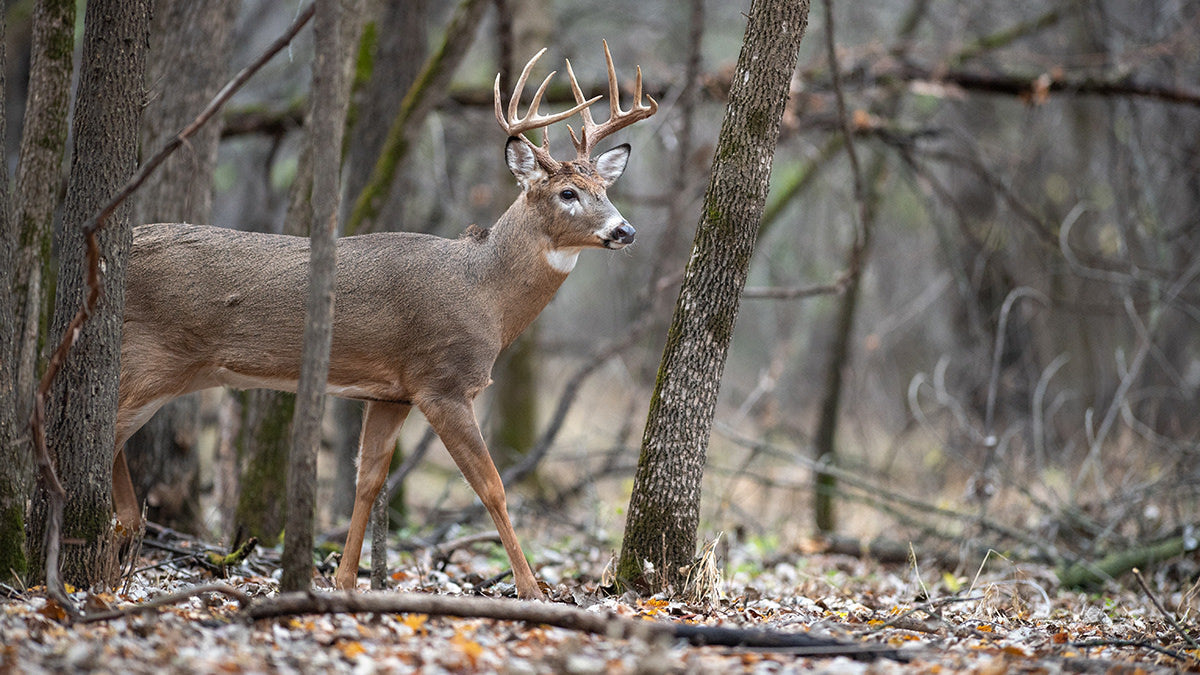 Hunting Season Preparation: Essential Gear and Tips